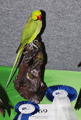 Parrochetto